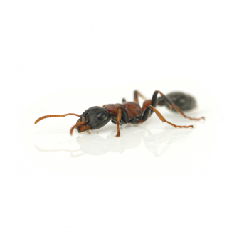 Tetraponera rufonigra