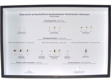 Schaukasten: wirtschaftlich bedeutsamer Ameisen