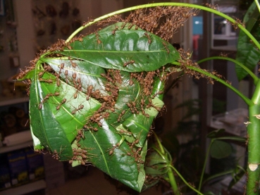 Oecophylla smaragdina (asiatische Weberameisen)