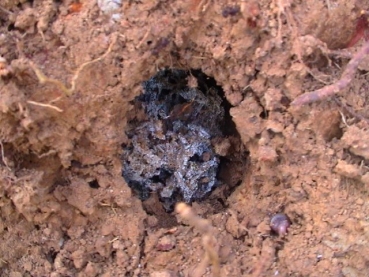Acromyrmex cf. octospinosus