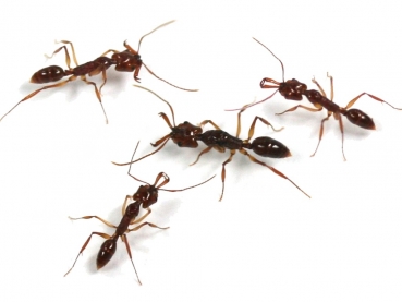 Odontomachus cf. monticola (Schnappkiefer)