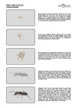 Poster - Ant life cycle - Lasius niger 50x70