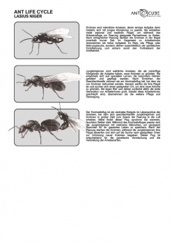 Poster - Ant life cycle - Lasius niger 50x70