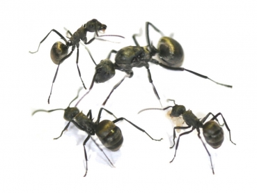 Polyrhachis dives (Weberameisen)