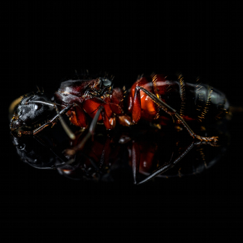 Camponotus ligniperdus (Braunschwarze Rossameise)