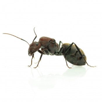 Camponotus vestitus