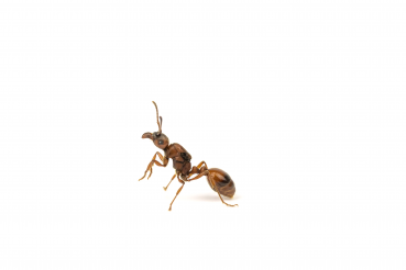 Manica rubida
