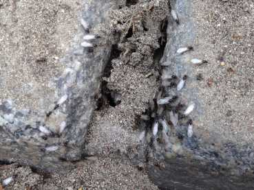 Lasius niger ( Schwarze Wegameise)