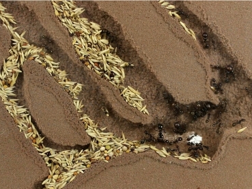 Messor barbarus