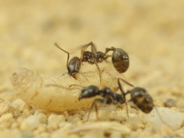 Messor barbarus