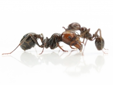 Messor barbarus