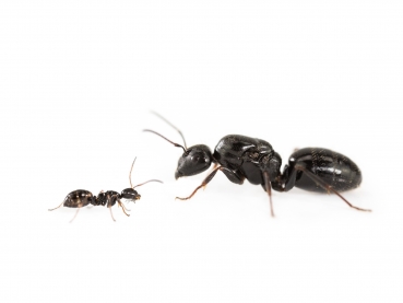 Camponotus piceus (Glänzendschwarze Rossameise)