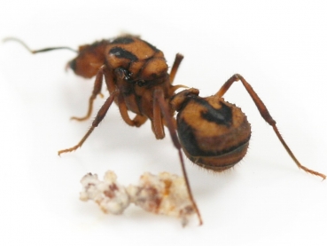Acromyrmex cf. coronatus