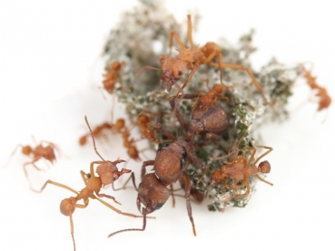 Acromyrmex cf. octospinosus