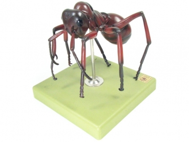 Ameisenmodell 1:30 - Formica polyctena - Rote Waldameise