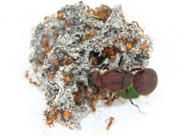 Atta cephalotes (bicolor)
