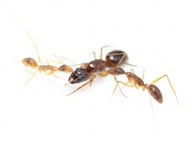 Camponotus coloratus