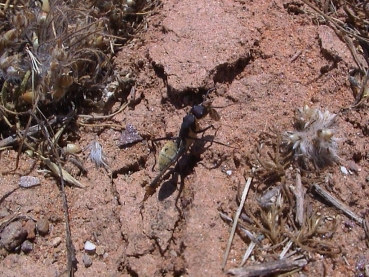 Camponotus fulvopilosus (goldfarbend)