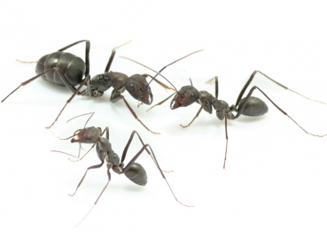 Cataglyphis hispanicus