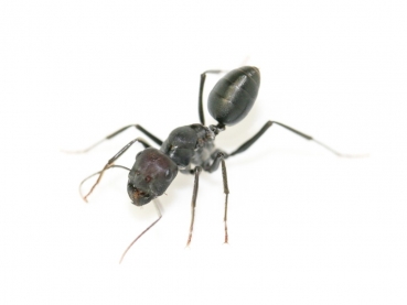 Cataglyphis niger