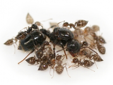 Crematogaster cf. erecta