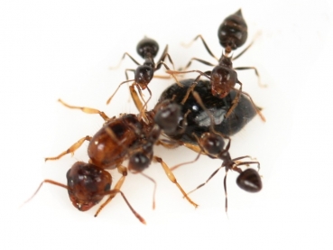 Crematogaster spec. (braun) aus Südamerika