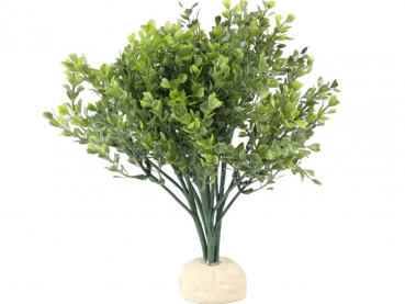 Buchsbaum 27 cm