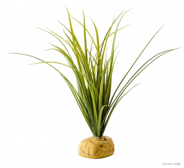 Turtel Grass