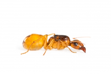 Camponotus fedtschenkoi