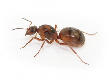 Formica (Serviformica) rufibarbis