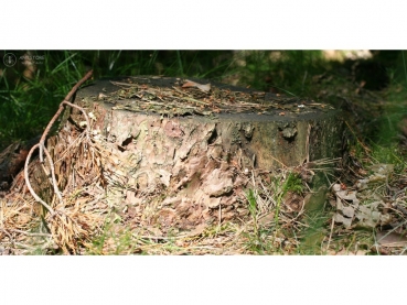 Fotorückwand - Wald - 60x30 - quer
