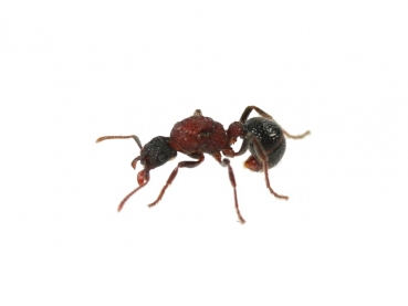 Gnamptogenys bicolor