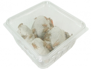 House cricket - Acheta domestica - medium