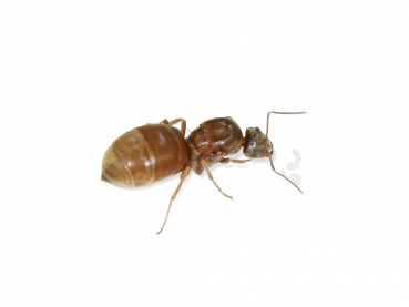 Lasius alienus (Fremde Wegameise)