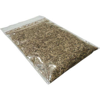 Löwenzahn Samen 10g