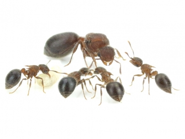 Meranoplus bicolor