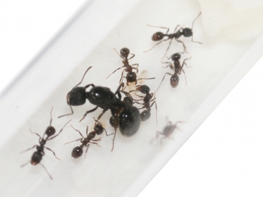 Messor arenarius