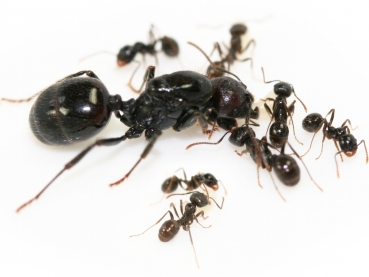 Messor barbarus