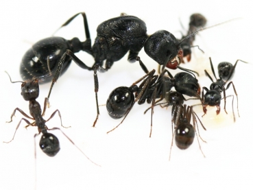 Messor cf. denticornis