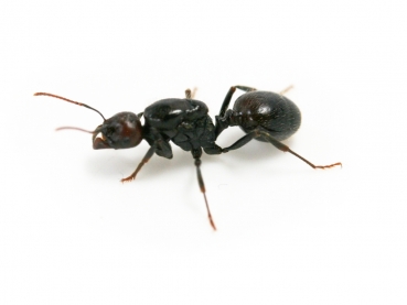 Messor minor maurus