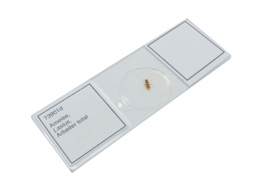 Micro-Präparat - Lasius spec. - 73901d