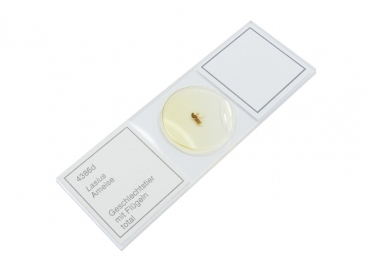 Micro-Präparat - Lasius spec. - Geschlechtstier mit Flügeln - 4386d