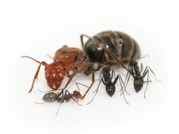 Myrmecocystus mendax (Honigtopfameisen)