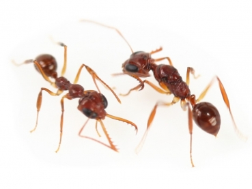 Myrmoteras cuneonodum (Schnappkiefer)