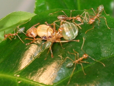 Oecophylla smaragdina (australische Weberameisen)