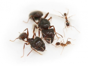 Pheidole cf. noda