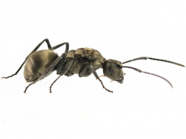 Polyrhachis wolfi (Weberameisen)