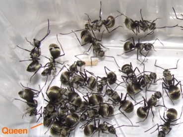 Polyrhachis wolfi (Weberameisen)