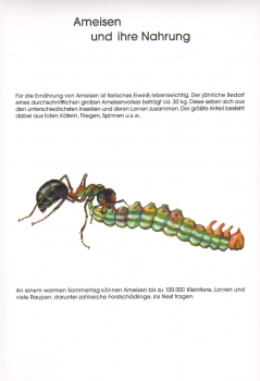 Poster: Ameisen und ihre Nahrung