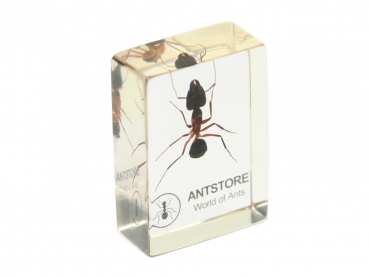 Präparat: Camponotus spec. - Major - braun
